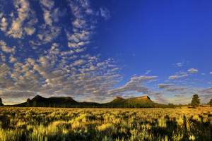 ARTICULO: Coalición de Grupos que Representan a Personas de Color Insta al Presidente Trump a Continuar la Protección del Monumento Nacional de Bears Ears