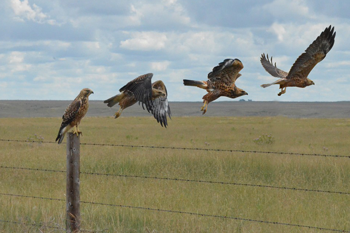 Segunda emisión de ‘Pastizales en Vivo’ se transmitió desde Pawnee National Grassland