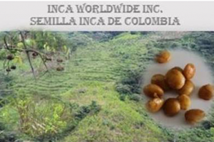 Inca Worldwide (OTC Pink: QEDN) announces signing of agreement with 366 farmers in Cauca, Colombia