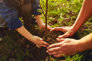 The First of 10 Million Trees To Be Planted at The GCAS Summit