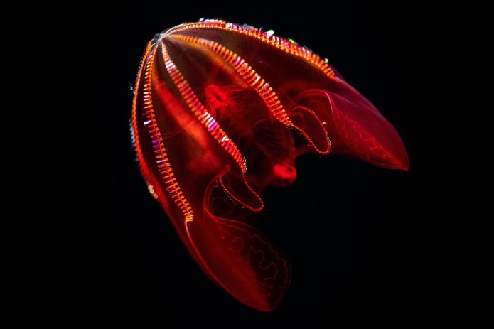 El Monterey Bay Aquarium abre su más reciente exhibición ‘En lo Profundo: Explorando Nuestro Océano Desconocido’ el 9 de abril del 2022