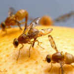 Proteja los cítricos del sur de Texas: El USDA recomienda a los residentes proteger la fruta local de las plagas invasoras