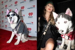 Celebrity Dog Swaggy Wolfdog Offers Cash Reward After losing $100K